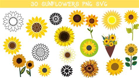 30 Sunflowers Svg Sunflower Bundle Pack Sunflower Clipart Etsy