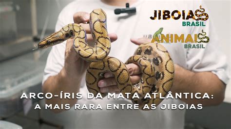 Jiboia Arco Ris Da Mata Atl Ntica Ehy Youtube