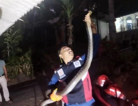 Warga Panik Ular King Cobra Sepanjang 3 Meter Ditemukan Di Dapur Rumah