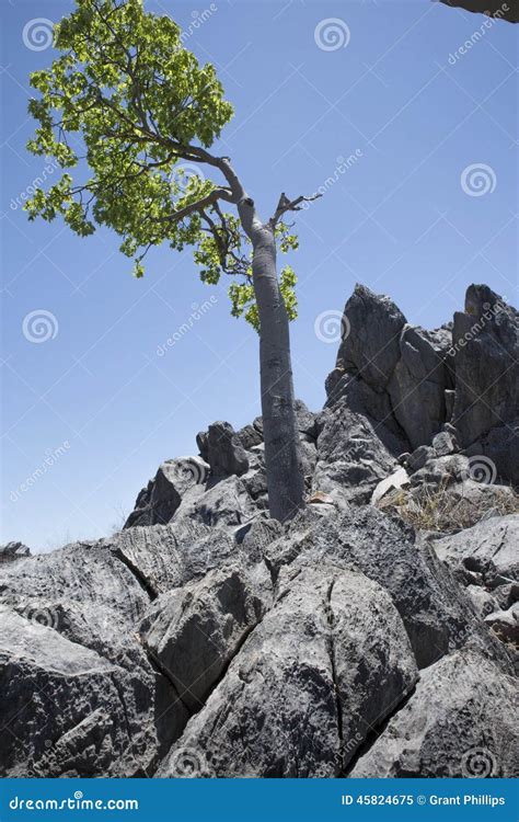 Kurrajong Tree On Limestone Ridge Stock Image Image Of Blue Hilltop