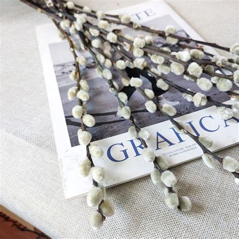 Stems Natural Salix Branches Real Pussy Willow Branchesdried Flower Arrangement Vase