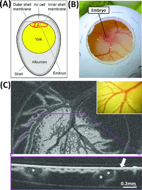 Structure Of A Chicken Egg At Day 35 Of Incubation A Schema Of The Download Scientific