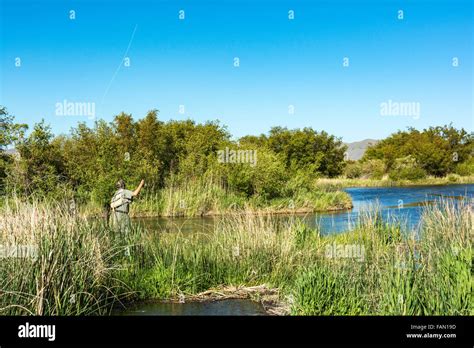 Idaho Bellevue Silver Creek Preserve Fly Fisherman Trout Fishing