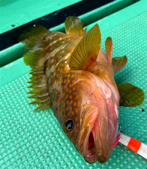 アングラー九州 さんの 2020年08月02日のアコウの釣り・釣果情報玄界灘 アングラーズ 釣果400万件の魚釣り情報サイト