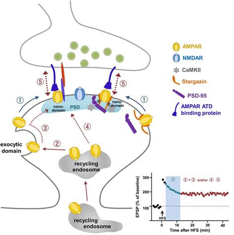 Frontiers Ampa Receptor Trafficking For Postsynaptic Potentiation