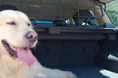 Cuidado Con Tu Mascota En El Coche Y En Las Carreteras Secundarias Con