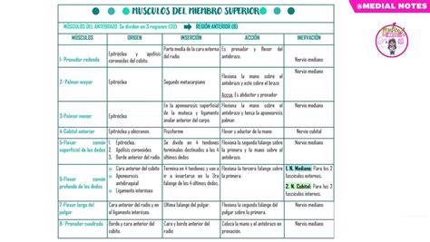 M Sculos Del Miembro Superior Medical Notes Udocz