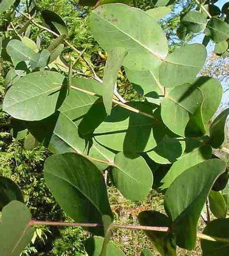 Eucalyptus neglecta - Omea Gum - seeds - Onszaden