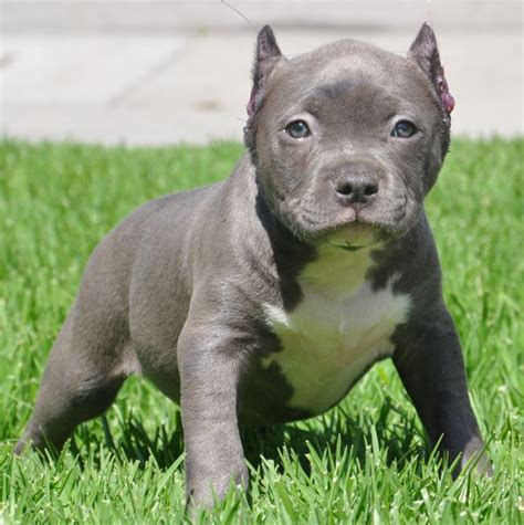 Pitbull Puppies For Sale Blue Pitbulls Puppies Los Angeles