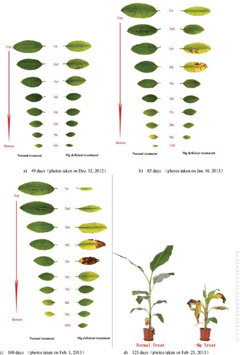 Magnesium deficiency symptoms in different growth stage of the banana ...