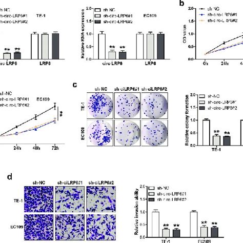 Circ Lrp6 Promotes Escc Cell Proliferation And Invasion A Qrt Pcr