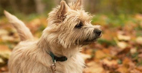 Cairn Terrier Breed Guide (Lifespan, Size & Characteristics)