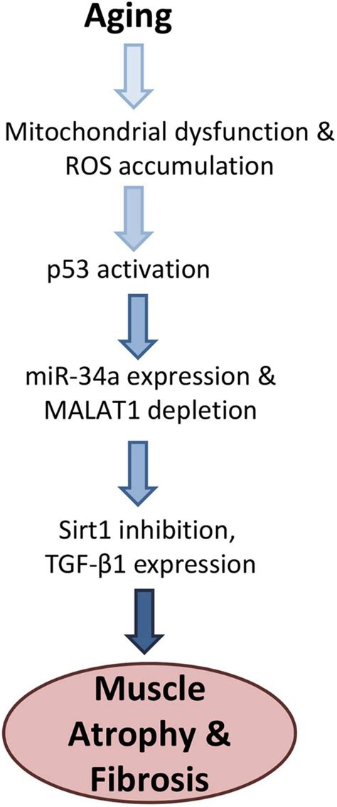 Frontiers Long Non Coding Rna Malat1 Is Depleted With Age In Skeletal