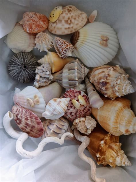 Florida Seashells 25 Pieces Mystery Box Hand Selected Marco Island 10k ...