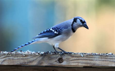 Beautiful blue bird - Mystery Wallpaper