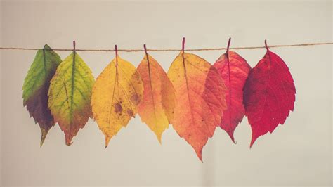 Arts & Crafts: Autumn leaf craft ideas for families | BritMums