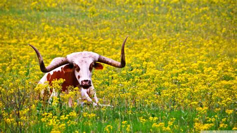 Longhorn Wallpaper (48+ pictures) - WallpaperSet