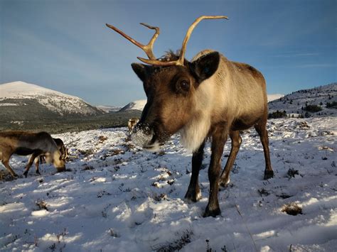 2nd March 2018 – The Cairngorm Reindeer Herd