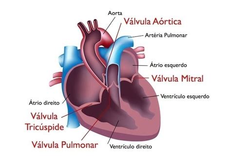 Diagn Stico Da Estenose Mitral Tratamento E Consequ Ncias Tua Sa De