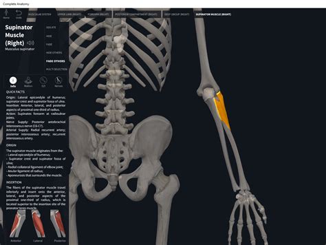 Muscles: Supinator. – Anatomy & Physiology