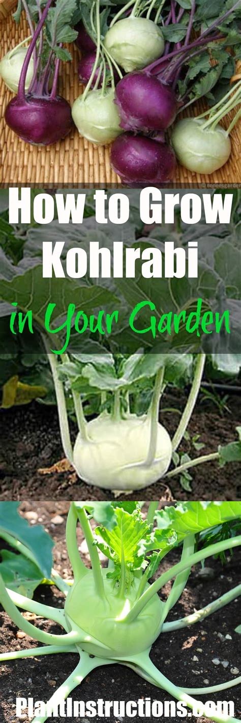 How To Grow Kohlrabi In Your Garden Plant Instructions