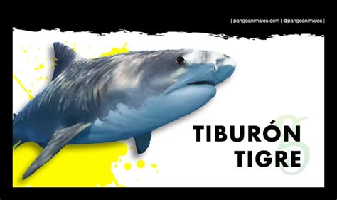 Tiburón Tigre Características Qué Come Aspecto Y MÁs Pangea