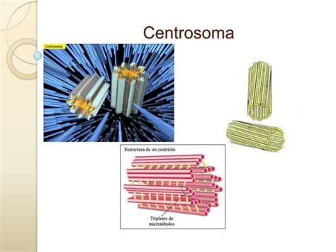 Orgánulos No Membranosos Ppt