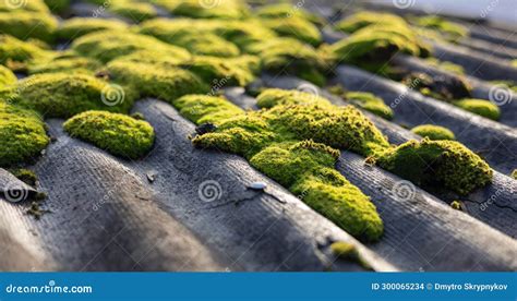 Old Slate Roof Covered With Moss Sun Light Stock Photo Image Of