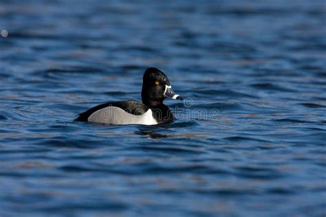 Ring Neck Duck stock photo. Image of necked, marine, freshwater - 18546992