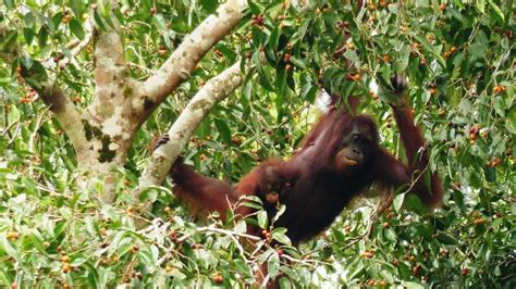 Where to See Orangutans in Borneo: A Complete Guide - Stoked To Travel