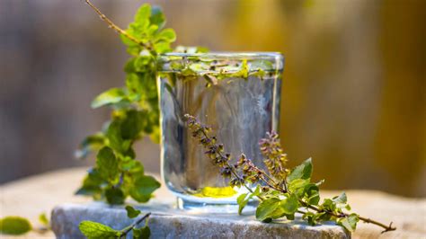 Tulsi Water 8 Health Benefits Of Drinking It Every Day HealthShots