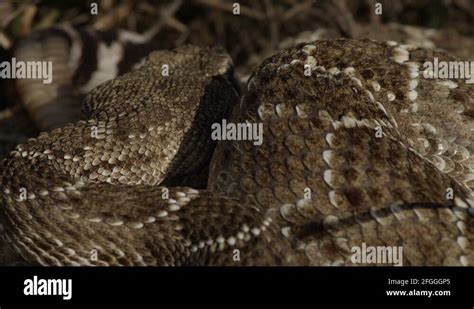 Diamondback snake Stock Videos & Footage - HD and 4K Video Clips - Alamy