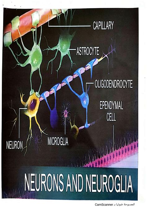 SOLUTION: Physiology explanation with pictures faculty of medicine