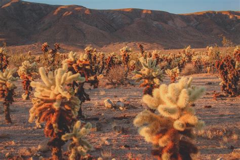 A Guide To Visiting Cholla Cactus Garden In Joshua Tree Passport To Eden