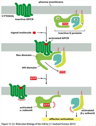 Lecture Gpcr And Enzyme Linked Receptors Flashcards Quizlet