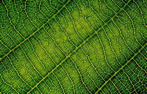 Textura De La Naturaleza Cerrar Venas De Hoja De Alto Detalle De La