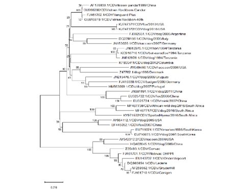 Phylogenetic Tree Based On The Full Length H Gene Displaying The