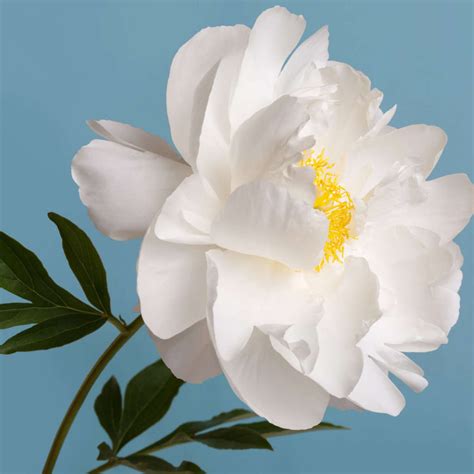 White Peony Flower Wall Art | Photography