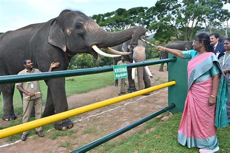 President Murmu Visits Theppakadu Elephant Camp At Mudumalai Tiger