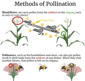 Pollination Diagram – The College of Wooster Pollinator Plots