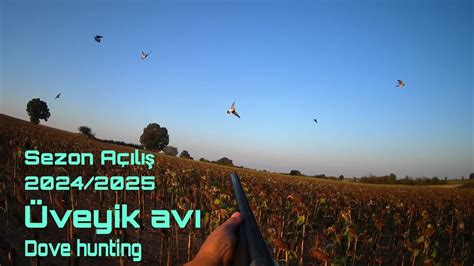 SEZON AÇILIŞ İLK HAFTA AVI Üveyik avı TURTLE DOVE HUNTİNG tortora