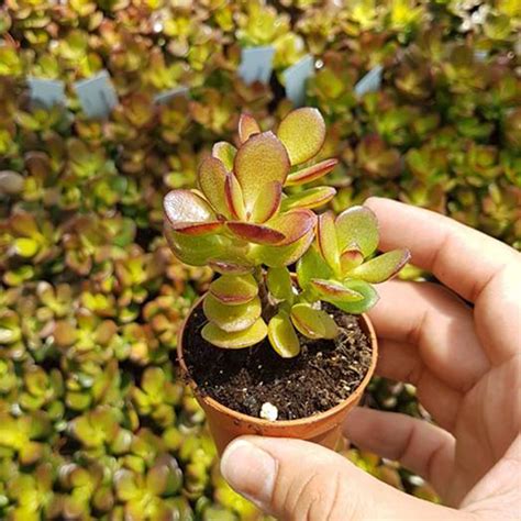 Crassula Ovata Hummel S Sunset