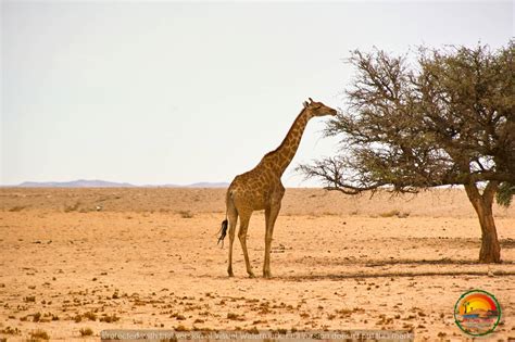 Wildlife & Landscape Photography Tour - Red Dune Safaris Namibia