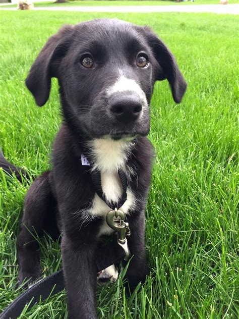 Border Collie Lab Mix Puppies Rescue Photo Bleumoonproductions