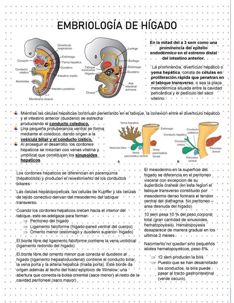 10 Embriología de Hígado y pancreas EMBRIOLOGÍA DE HÍGADO En la