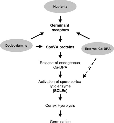 Clostridium Perfringens Spore Germination Characterization Of