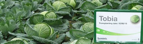 Seminis Vegetable Seeds. Семинис Россия. Официальный сайт дистрибьютера ...