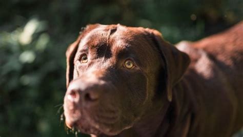 Por qué mi perro me mira fijamente Los expertos en animales tienen la