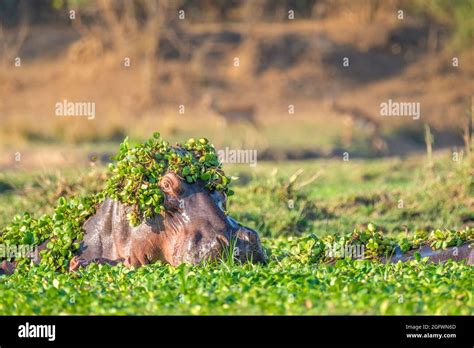 Hippo Hippopotamus Amphibius Portrait Of Head With Flowers Hippopotamus Underwater Lower