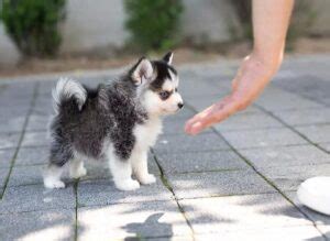 Top 10 Razas de perros Tacita de Té Con Fotos